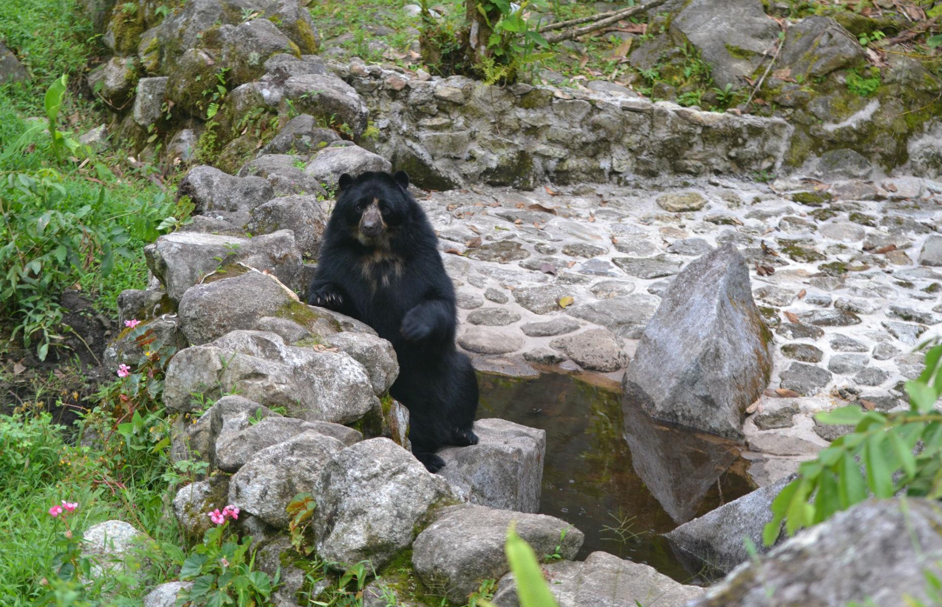 Andean Bears in Peru